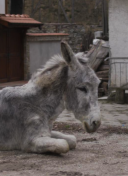 爱神直播视频免费观看大全截图